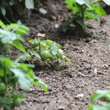 מלון Ontur Butik