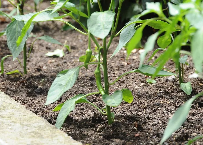 Ontur Butik 4* أنقرة